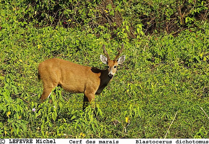 139 Cerf des marais.jpg - Cerf des marais - Blastocerus dichotomus - Pantanal - Brésil